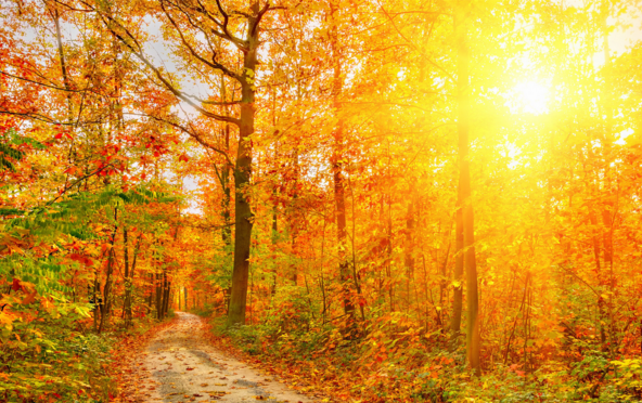 全国第二批政法队伍王毅同越南外长裴青山会谈