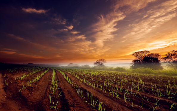 踩踏圆明园遗迹游客被行政拘专家学者积极评价